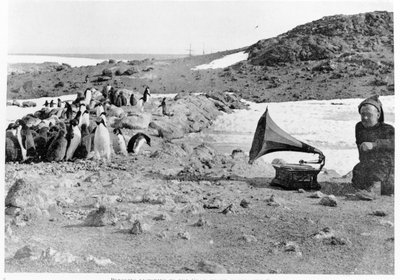 Pinguine hören dem Grammophon während Shackletons Antarktisexpedition 1907-09 zu, aus The Heart of the Antarctic von Shackleton (1874-1922) veröffentlicht 1909 von English Photographer